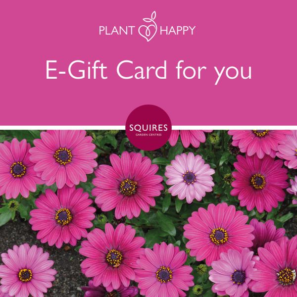 Squire's E-Gift Card - Pink Daisy